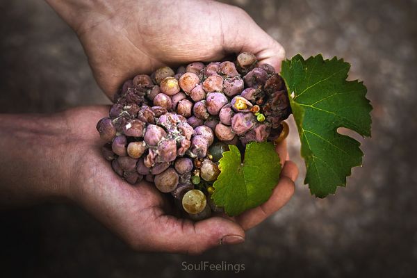 Wir leben und arbeiten in und mit der Natur.